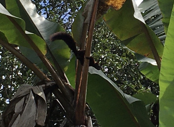 The squirrel checks the bananas for ripeness
