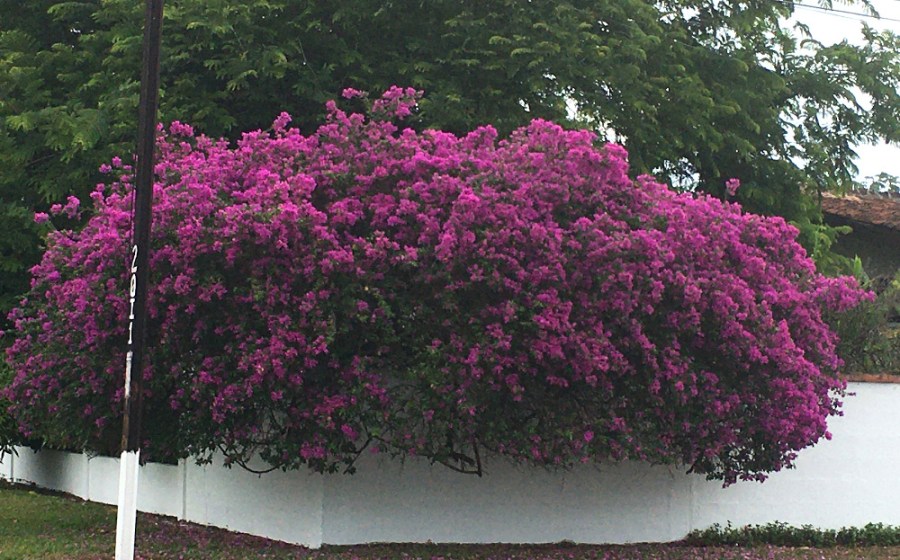 The bougainvillea are really beautiful in the summer!
