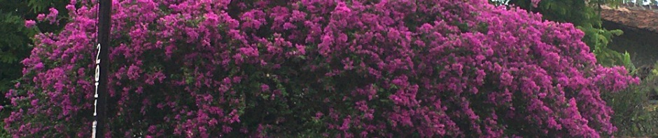 The bougainvillea are really beautiful in the summer!