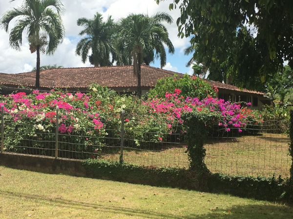A side yard with many colors of bougainvillea