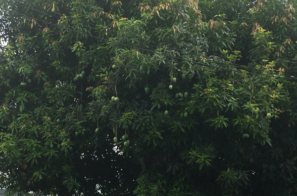 Another tree loaded with mangoes