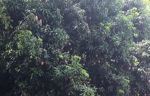 beautiful mangoes!