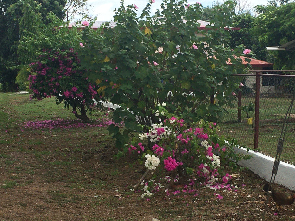 This is a very interesting bougainvillea that has both white and pink blooms on the same plant.