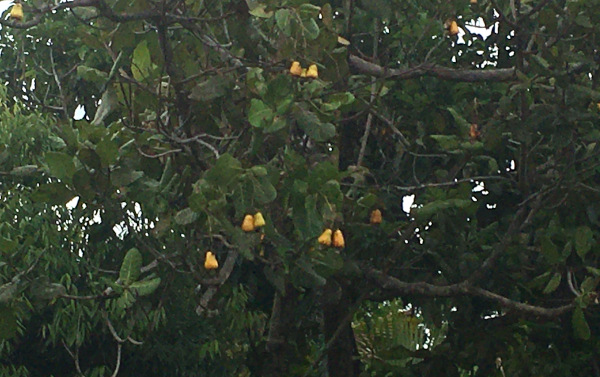 There are cashew apples. There is one seed or nut at the bottom of each fruit. The fruit has an odd, but interesting smell and taste. It's too delicate to transport so you can only get them from a tree. There has been some problem with the trees and there was no fruit last year, and this is the only tree I've seen with fruit this year.