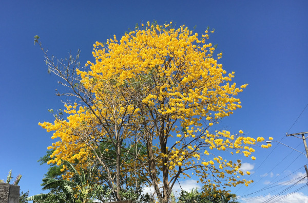 I thought these guyacans were finished blooming, but then there were more yellow trees covered with flowers.
