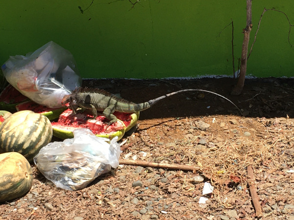 There was an iguana so interested in eating the discarded watermelon that he didn't run away when I got close.