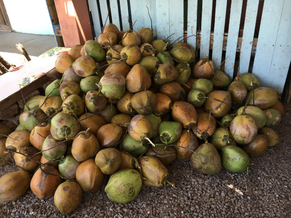 The pipa fria guy (cold coconut water) had gotten a shipment of coconuts that day