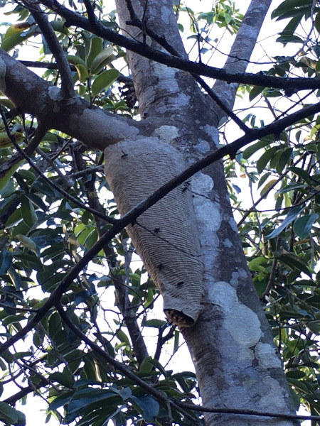 I spotted this really interesting beehive in our tree!