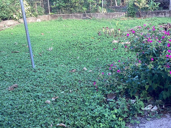 green and happy mani (perennial peasut)